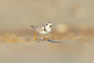 A piping plover (Charadrius melodus) foraging at golden light on the beach at sunset.