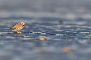 A piping plover (Charadrius melodus) foraging on the wet beach at sunset.