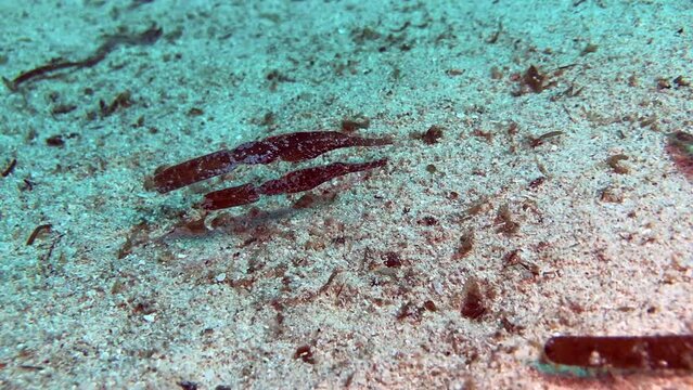 robust ghost pipefish