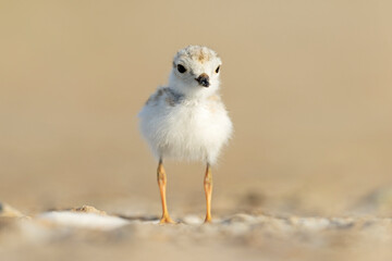 A piping plover (Charadrius melodus) fledgling foraging in the morning sun on the beach.