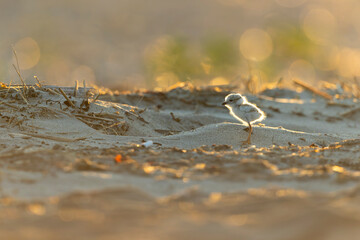 A piping plover (Charadrius melodus) fledgling foraging back lit in the morning sun on the beach.