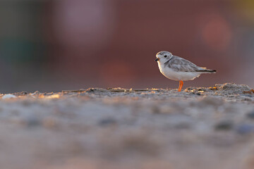 A piping plover (Charadrius melodus) adult foraging back lit in the morning sun on the beach.