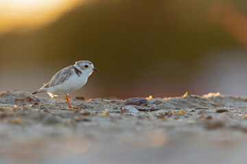 A piping plover (Charadrius melodus) adult foraging back lit in the morning sun on the beach.