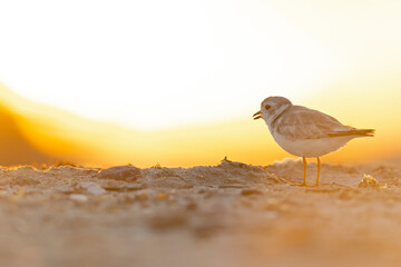 A piping plover (Charadrius melodus) adult foraging back lit in the morning sun on the beach.