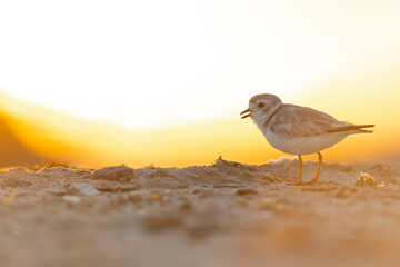 A piping plover (Charadrius melodus) adult foraging back lit in the morning sun on the beach.