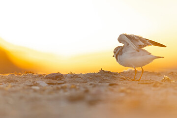A piping plover (Charadrius melodus) adult foraging back lit in the morning sun on the beach.