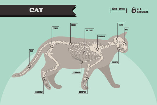 Anatomy of a cat. Cat skeleton