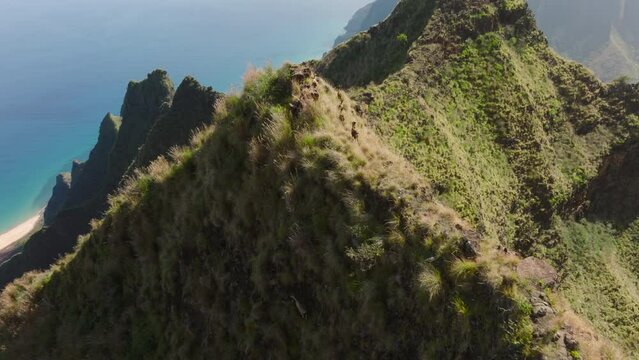 Family of mountain goats in Hawaiian wilderness. Goats grazing on green hills of NaPali coast nature park with cinematic coast on background, Kauai island. Herd of cute goats run by steep green peaks