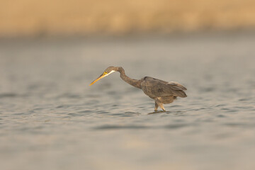 Western Reef Heron (Egretta gularis) in water, Ma'amer Bahrain