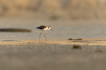 Sub adult black winged stilt wading in shallow water, Bahrain