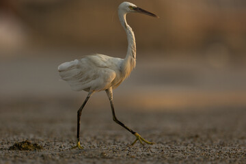 Closeup of egret walking on dry land at sunrise in low light, bahrain