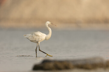 Portrait of little egret (Egretta Garzetta)