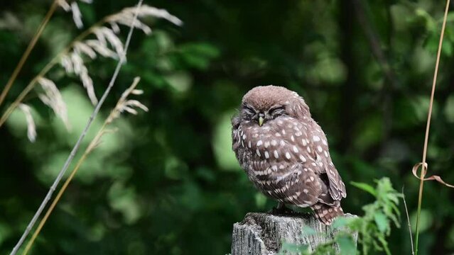 Young Little Owl sitting on a fence post waiting for food , summer, north rhine westphalia, (athene noctua), germany