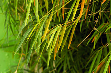 Colorful bamboo leaves, shallow focus, for background and wallpaper