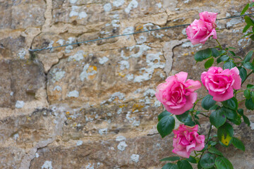 Frame of wild pink roses with a wall background, selective focus. Decorative framing with space for text