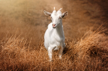 Naklejka na ściany i meble white goat in a wheat field 
