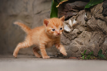 Naklejka na ściany i meble cute red kittens beautiful pet portraits 