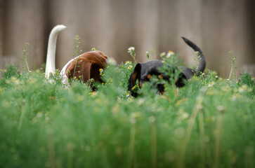 Obraz premium two dachshund dogs great pet portraits 