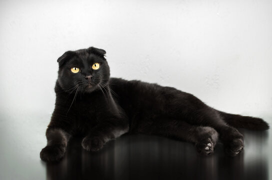 black cat beautiful photo on a light background

