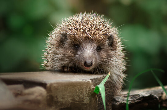 wild hedgehog beautiful portrait of animals in nature
