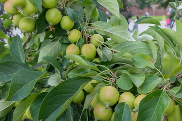 ripening fruits on a green branch on a summer day