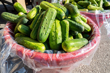 Basket Full of Pickling Cucumbers at a Farmer's Market