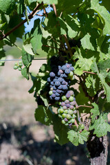 Grapes on the vine. The grapes ripen under the sun. Grapes change color.