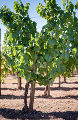 Fototapeta na wymiar Grapevine with bunches of grapes. Green grapes on the branches. Vineyard in France.