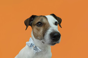 Jack Russell terrier. Portrait. Funny purebred dog on an orange background