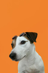 Jack Russell terrier. Portrait. Cute purebred dog on an orange background