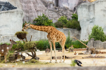 Giraffes during feeding on a sunny day.