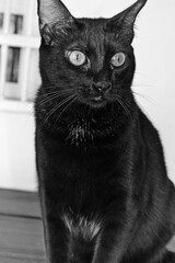 photo of a black cat, a sweet pet © gustavo