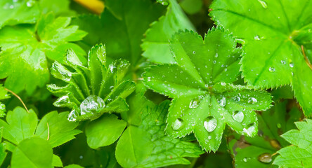 Fototapeta na wymiar closeup green leaves in water drop, beautiful natural plant background