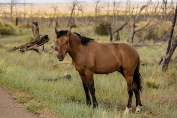Wild Horse Along Tram Road In Mesa Verde