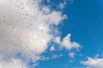 Many black birds, a flock of birds in blue sky