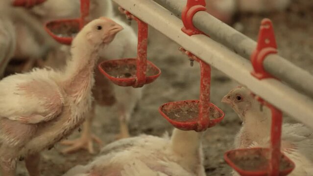 Chicken fattening farm.
Chickens drink water and consume feed.
