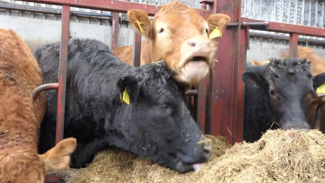 Red and Black Cows eating silage grass through a gate in a Cattle shed 