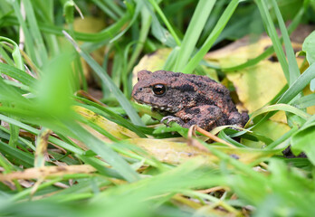 Close-up of a Common toad