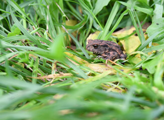 Close-up of a Common toad