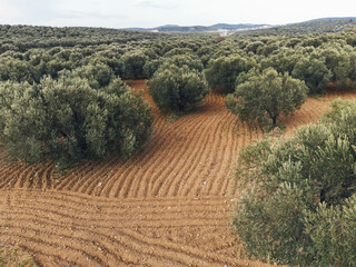 Landscape view of olive tree field with cloudy sky.