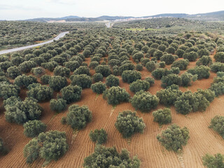 Aerial view of olive trees in a field