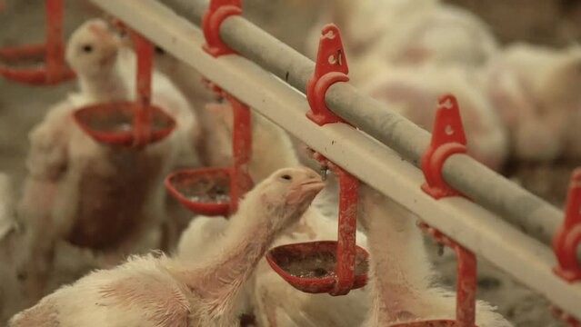 Chicks drink water in chicken farm.
Feeding of broiler chicks, chicken breeding.
