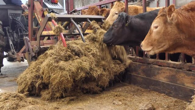Red and Black Cows eating silage grass through a gate in a Cattle shed 