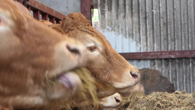 Red and Black Cows eating silage grass through a gate in a Cattle shed 
