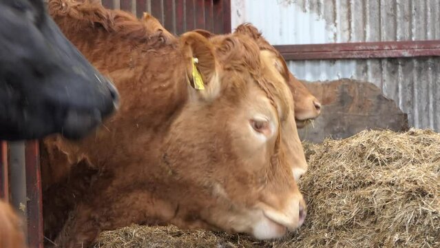 Red and Black Cows eating silage grass through a gate in a Cattle shed 