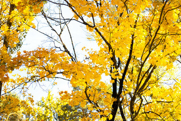 Branches of trees with yellow autumn leaves against the background of blue sky. Background with autumn leaves. Soft focus