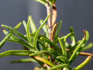 Obraz premium self-cultivated rosemary in a raised bed in summer