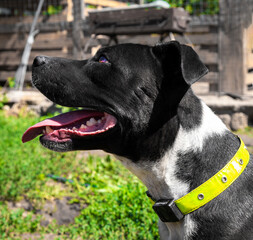 Photo of a beautiful black staff. Staffordshire Terrier.
Playful, funny dog.
Black and white kind staffordshire terrier.