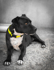 Photo of a beautiful black staff. Staffordshire Terrier.
Playful, funny dog.
Black and white kind staffordshire terrier.