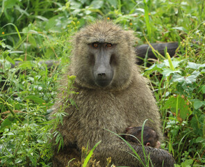 baboon with her baby in the game park